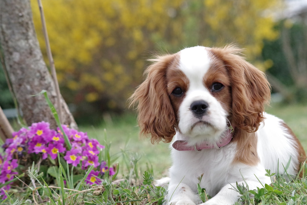 Tips to get you and your dog ready for spring!